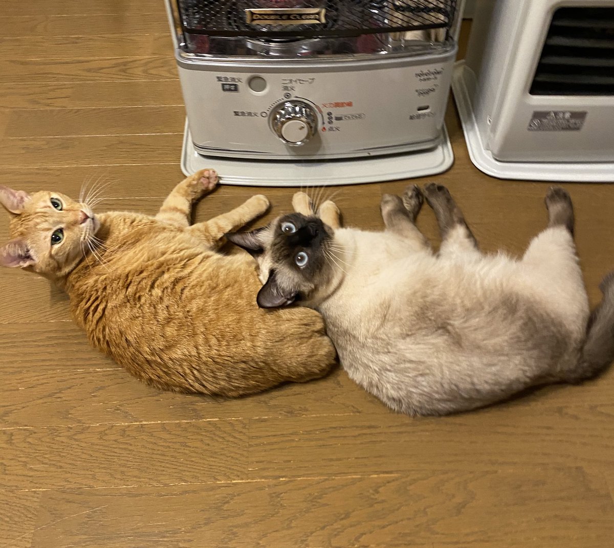 猫さんがストーブに近づきすぎるので引き離したら つけてくれ と訴えに来た様子 なんで ってお顔をする Togetter 猫さんがストーブに近づきすぎるので引き離したら つけてくれ と訴えに来た様子 なんで ってお顔をする Togetter