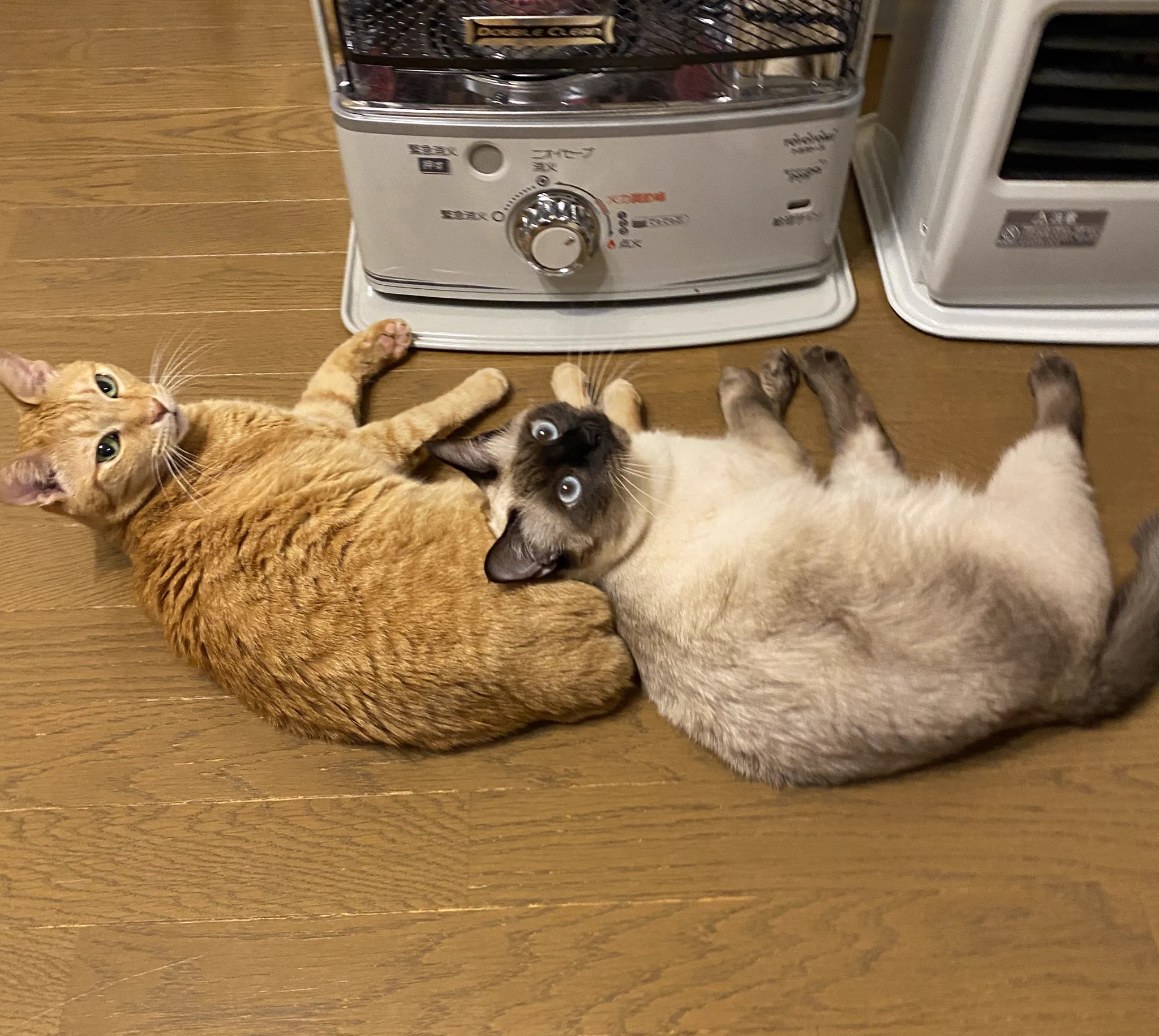ストーブに近づきたい猫たちと離したい人間の闘い！勝つのは？