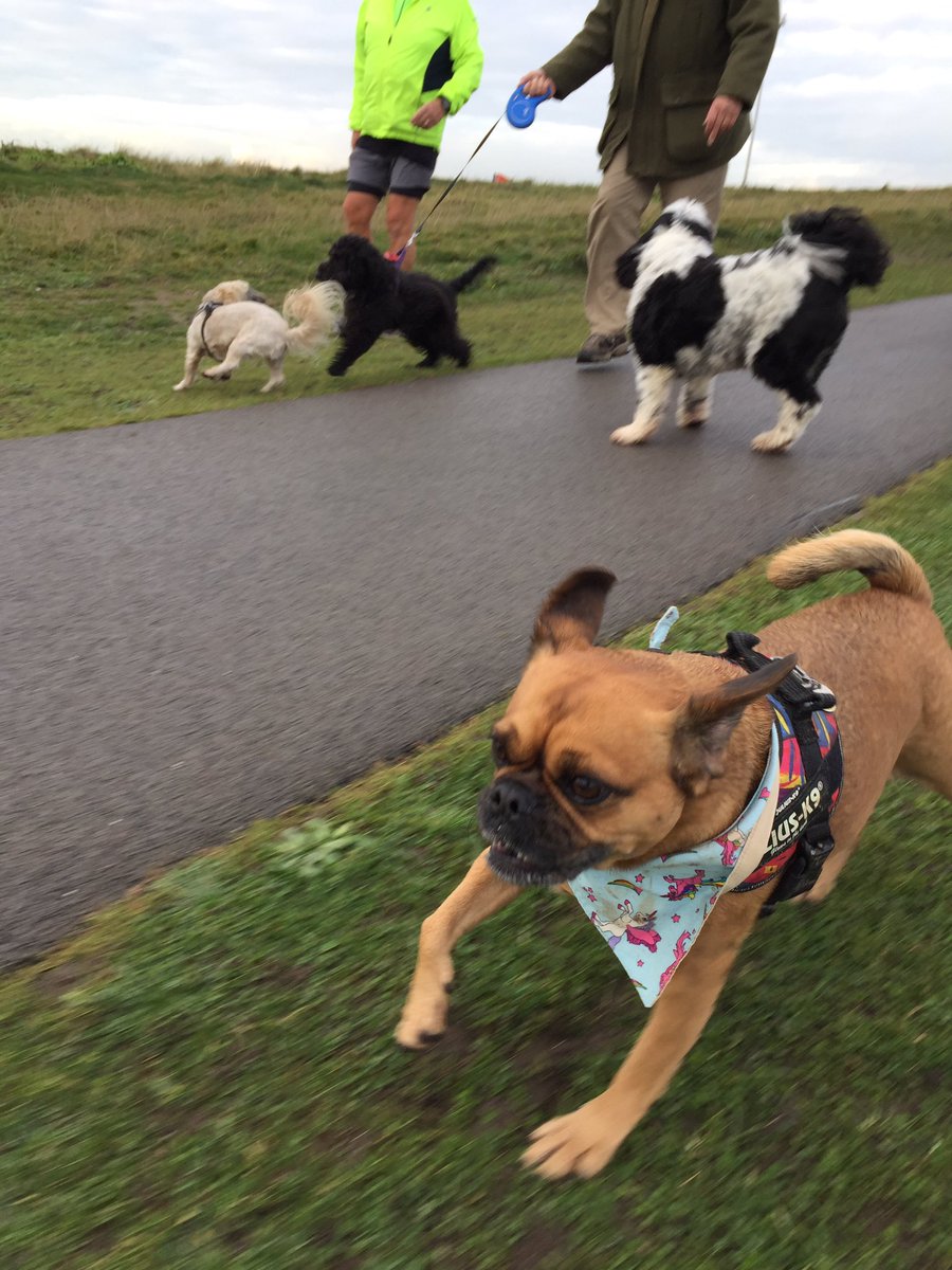 anchorshound's tweet photo. Two newbies on Friday! 💓
Elsa and Rosie joined Pippa, Caspa, Bronn, Honey, Alfie, Sally, Rocky, Ozzy, Lenny, Dee, Crumpet, Bobby and Charlie 💓🐶 

#dog #dogsofinstagram #dogpark #anchorsholmepark #blackpool #anchorshound #anchorshoundpark #dogwalk https://t.co/HCcpSuRUNy