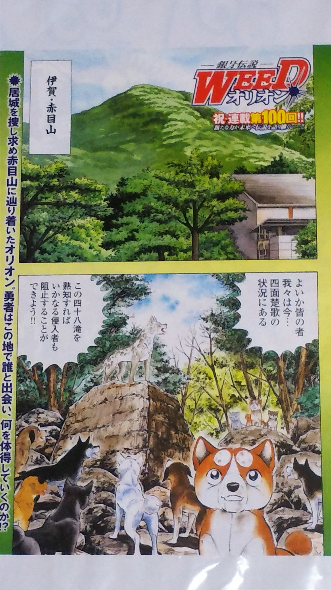 中原伸明 銀牙伝説weedオリオン 銀牙伝説weed 銀牙 銀牙伝説weedオリオン 連載100話 記念の巻頭カラー です まだ幼いオリオンが 可愛らしいよね 甲賀の長老が ボスらしいのが いいよね みんな この頃は 若いなあ 中原伸明 銀牙伝説weedオリオン 銀牙伝説weed 銀牙 銀牙伝説weedオリオン 連載100話 記念の巻頭カラー です まだ幼いオリオンが 可愛らしいよね 甲賀の長老が ボスらしいのが いいよね みんな この頃は 若いなあ
