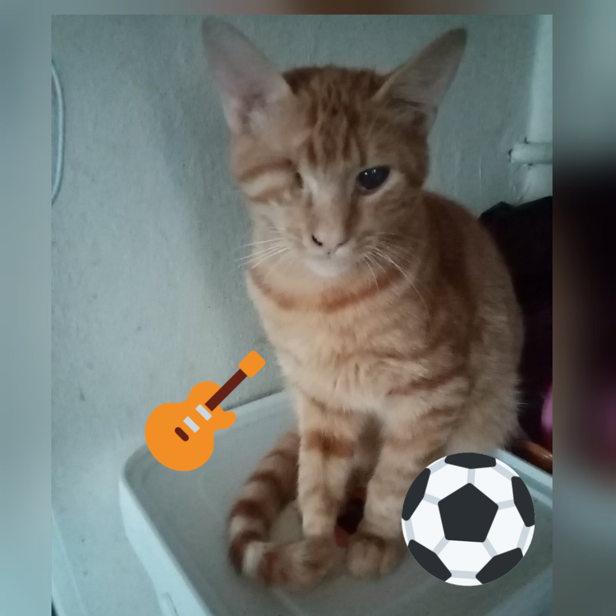 can_patim's tweet photo. Minicikti barınaktan tedavi için çıkartıldı tedavisi bitti bir gözünü kaybetti Sarman oğlumuz 4 aylık çok sevgi dolu ve tekrar eziyet gördüğü sokaklara dönmek istemiyor ona evladım diyecek insanını arıyor.. İstanbul...05527815755 #satinalmasahiplen #engellicanyuva #cathouse https://t.co/hmLobaeTgg