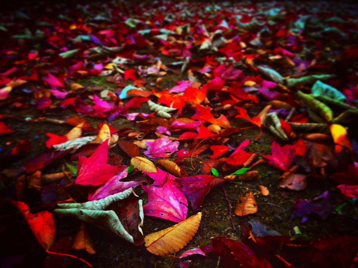 rika18aniota's tweet image. この写真を撮った2日後に同じ場所に行ってみたら
もう華やかな宴は終わっていた
みんな土に還る支度で色を失っていた

もうすぐ冬が来る

#mindscreen 
#スローライフ