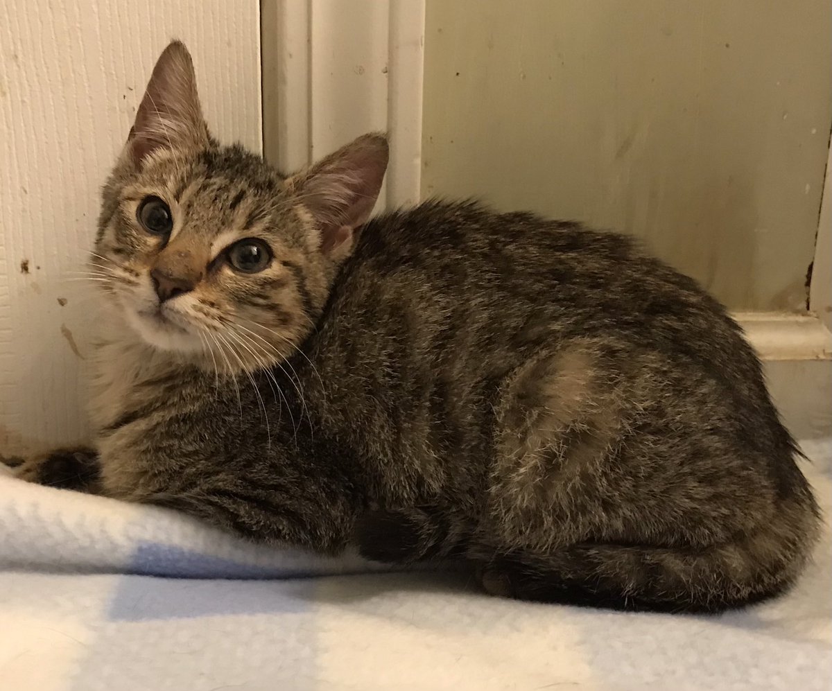 The past few days have been bad weather-wise: cold and rainy. Not the sort of weather cats like to come out in. Today was the first day where it was relatively clear. And sure enough, he showed up. One trap and a plate of Fancy Feast tuna later: