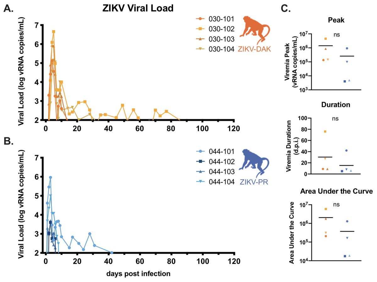 Viral replication did not differ significantly between the two cohorts.