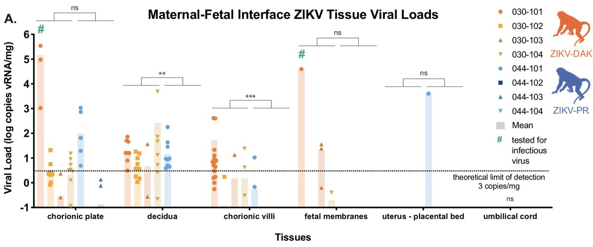 We did see a significantly higher burden of ZIKV vRNA in the maternal-fetal interface, specifically in placental tissues, in macaques infected with our Asian-lineage isolate. We were able to detect infectious virus via plaque assay in 3 of 4 high viral load samples.