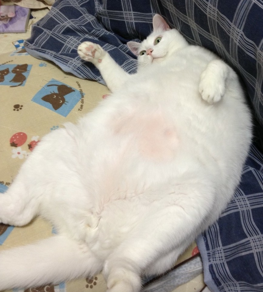 白猫ミルコ On Twitter ボクが保護された頃と 体重15キロで糖尿病だった頃ニャ 今はダイエットして糖尿病も完治 とっても健康ニャ15歳 猫ちゃんの糖尿病はニャ 毎日のインスリン注射で治るニャよー 保護猫 白猫 猫 Cat