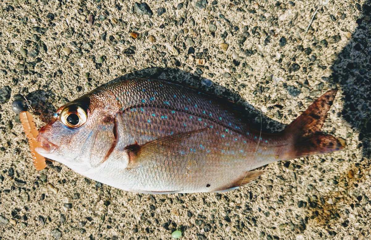 インコちゃん 釣垢 愛媛ではデイで赤メバル がよく釣れました あとベラも 愛用している と言うか今回の遠征それしか使っていない エコギア アジ職人 アジマスト 2 4inch Uvシルエット ブルーflk が どこの釣具屋にも無く取り寄せてもメーカーに インコちゃん 釣垢 愛媛ではデイで赤メバル がよく釣れました あとベラも 愛用している と言うか今回の遠征それしか使っていない エコギア アジ職人 アジマスト 2 4inch Uvシルエット ブルーflk が どこの釣具屋にも無く取り寄せてもメーカーに