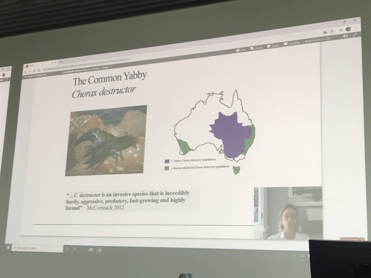simone_yasui's tweet photo. Sarah O’Hea Miller radio-tracking an invasive crayfish with the most hardcore name ever 💣 #ESAus20 https://t.co/k7JtyNkAcW