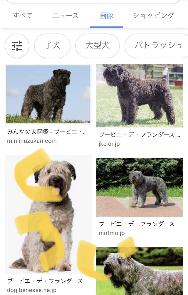 らーかみ 黒いパトラッシュ 気になる 黒いパトラッシュはブービエ デ フランダースという労働犬です アメリカ版 フランダース犬は ハッピーエンドらしいのですが T Co 5wurzd2jia らーかみ 黒いパトラッシュ 気になる 黒いパトラッシュはブービエ デ フランダースという労働犬です アメリカ版 フランダース犬は ハッピーエンドらしいのですが T Co 5wurzd2jia