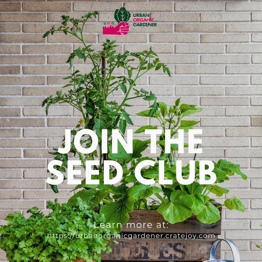 👍 Become a member of the UOG Monthly Seed Club! Each month, members receive a curated collection of beautiful heirloom/non-gmo seeds &amp; essential seed starting garden supplies - all customized around you, your garden &amp; location.

✳️ JOIN TODAY! urbanorganicgardener.cratejoy.com