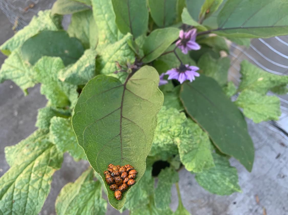 #Historicallyinformed #baroquecellist and #gambaist Sarah Stone describes the #joy she experienced in cultivating her own #urbanrooftop #garden during #stayathome orders of the #COVID #pandemic. She also discovered that you can order #ladybugs through #Amazon!