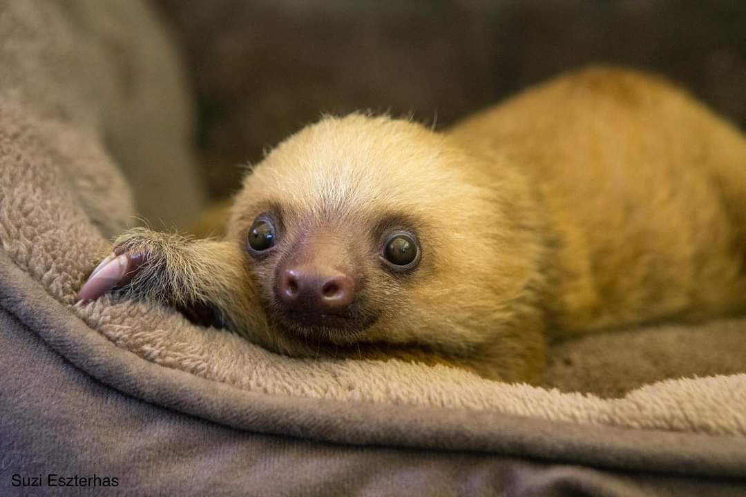 SlothCon's tweet image. Thank you Luc.D and Jennifer.T for joining #teamsloth today! 🎉

Welcome guys, thank you for your support! 💚🦥

Join us today: slothconservation.com

Photo by @suzieszterhas

#GivingTuesday  #shoutout #SavingSlothsTogether #sloths