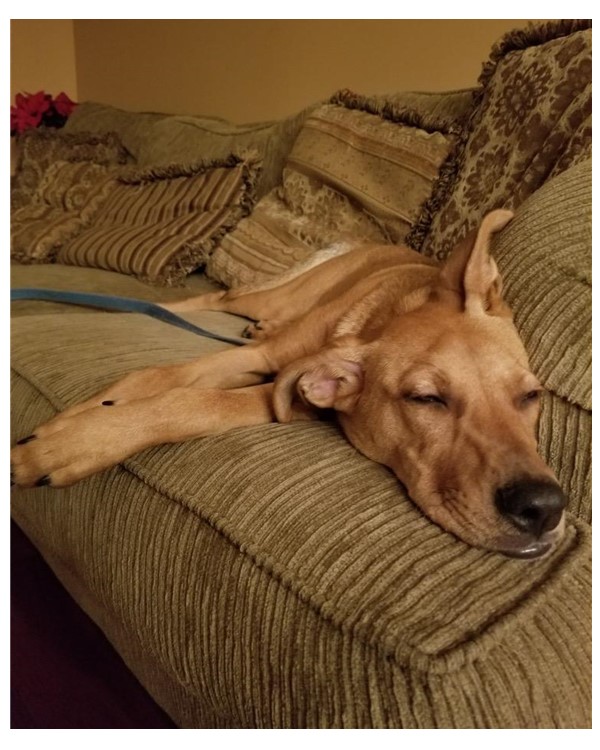 Another special story on Giving Tuesday- This is Quinn.  She was born with a hole in her heart and had to have life-saving surgery at our Clinic.  Fortunately, her foster family fell in love &amp; now you can see she's one happy pup! Your donations help HEAL! oneofakindpets.com/site/landing-p…