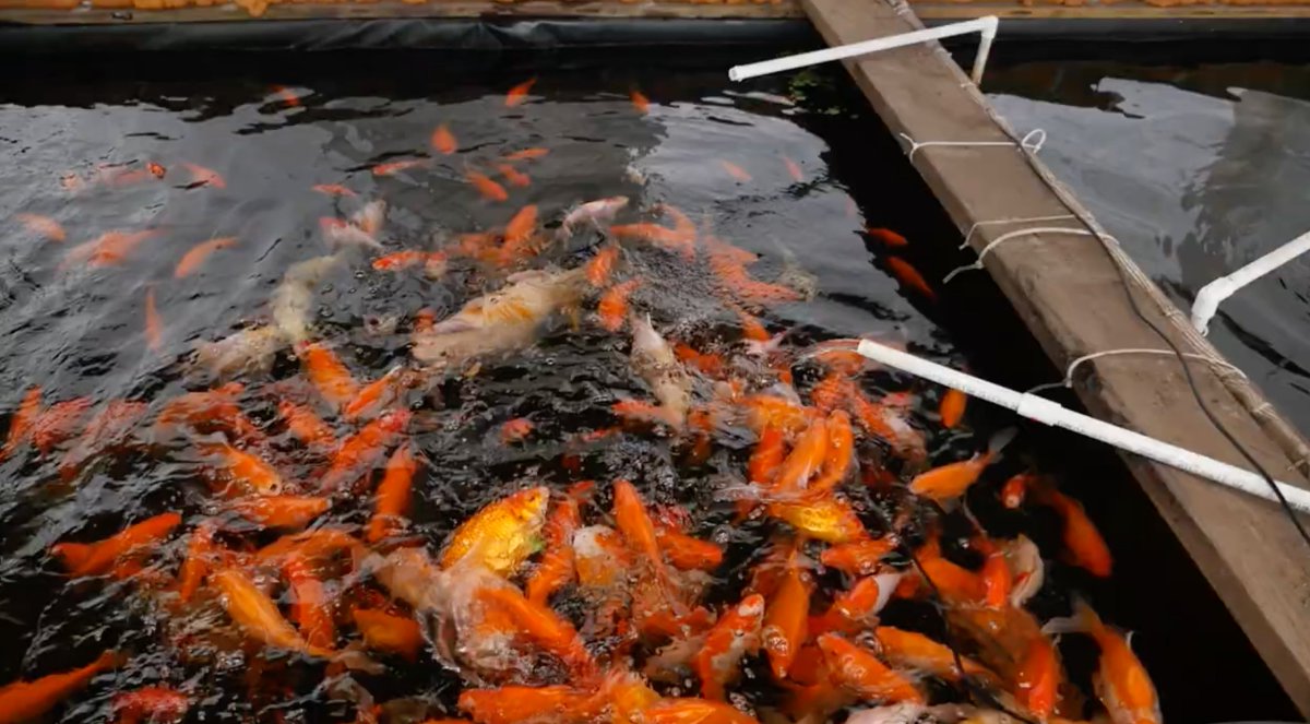 Check out Episode 6: <a href="/OkoFarms/">Oko Farms</a> on our #GuerrillaGardening Channel! ▶️ 🌻

bit.ly/3muqdG5