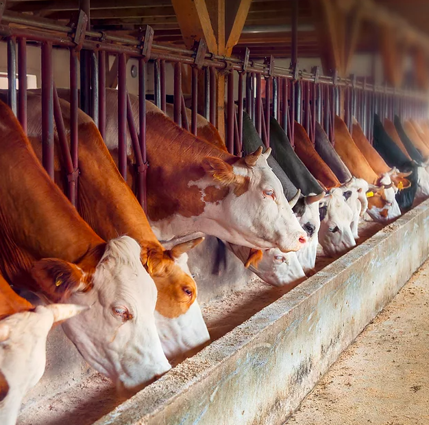 National Cattlemen's Beef Association - project tweet media