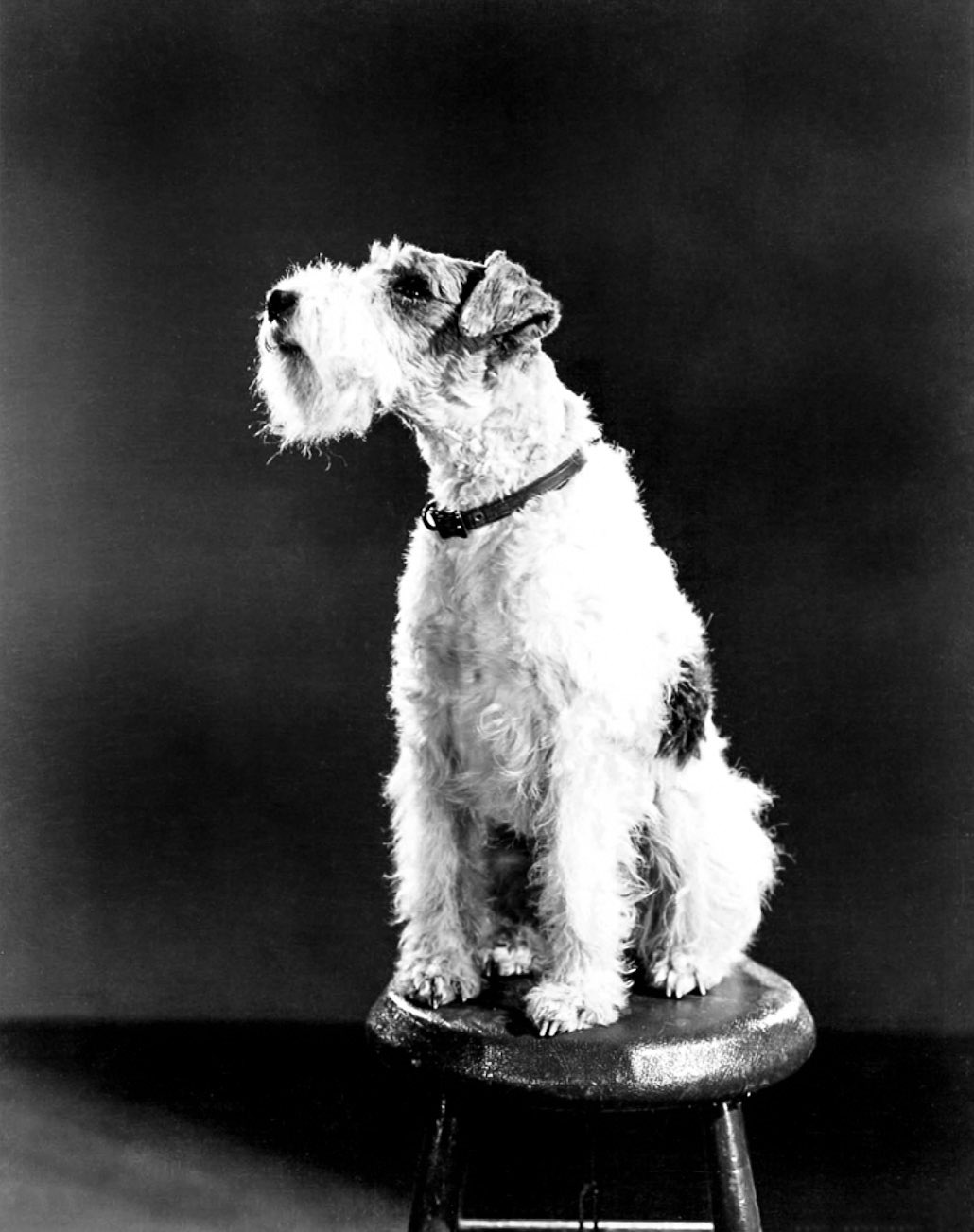 Conrad J Barrington On Twitter Asta In A Publicity Portrait For Song Of The Thin Man 1947 Https T Co Giijw1646o Twitter