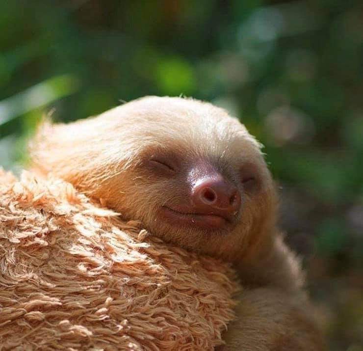 SlothCon's tweet image. Some more shout outs of thanks going to Jacob M and Steven P who joined #teamsloth today and helped us by #SavingSlothsTogether! Join us as well for #GivingTuesday via this link! If you sign up for a monthly donation you will get a free #sloth gift! 🎉

bit.ly/2KHQ7rL
