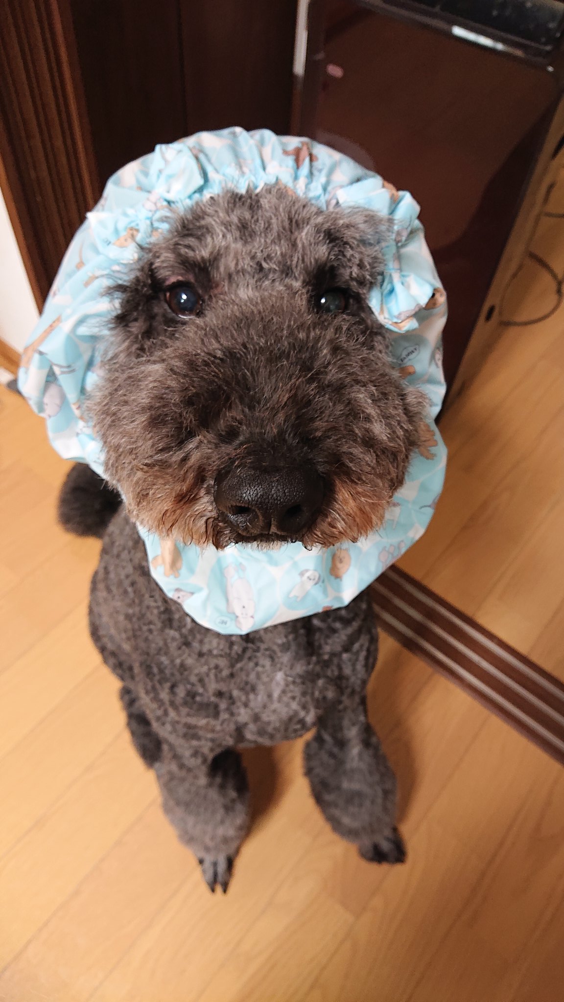 マノンオレオ H2h8j Twitter