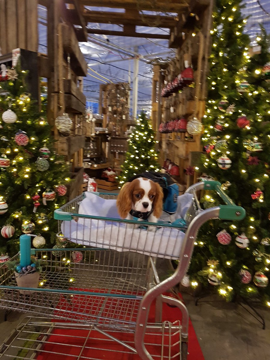 Hi friends 😍 Today I went Christmas-shopping at the florist 🎄🎋. My Gwammi told me that I was cool and that she was proud 🐶💕