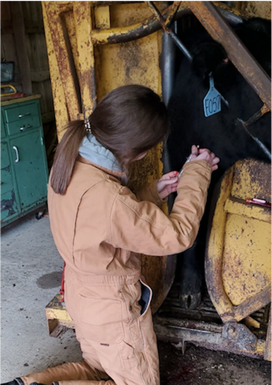 Author Hailey Hilfiker, under the mentorship of AAES &amp; <a href="/animalscienceua/">Animal Science - UA</a> researchers, published her study on the impact of phosphorus intake on #beef heifer growth performance &amp; conception rates in the 2020 issue of the Discovery Journal ➡️bit.ly/Discovery-Hail…
<a href="/bumperscollege/">Bumpers College</a>