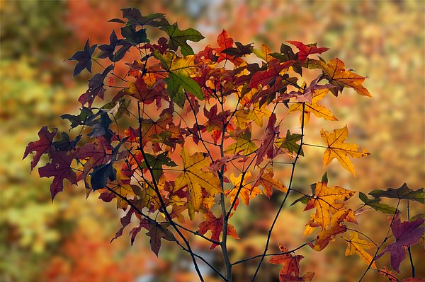 New artwork for sale! - "Autumn Leaves" - fineartamerica.com/featured/autum… @fineartamerica