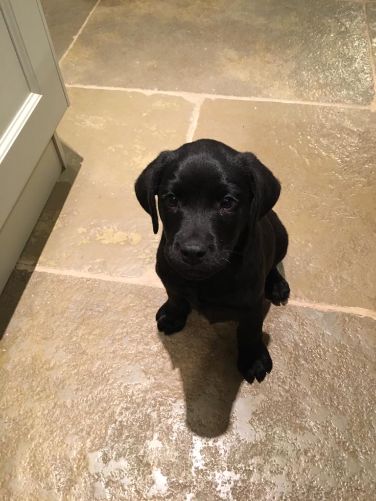 LizMDavies's tweet photo. @LauraCummingArt Get well soon Hilla love from Pepper xx https://t.co/SLm63OSec2