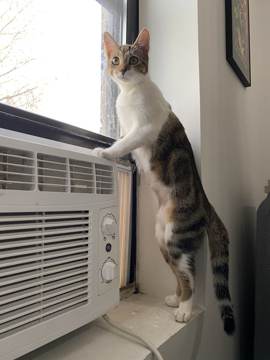 Robin & Siouxsie tweet media