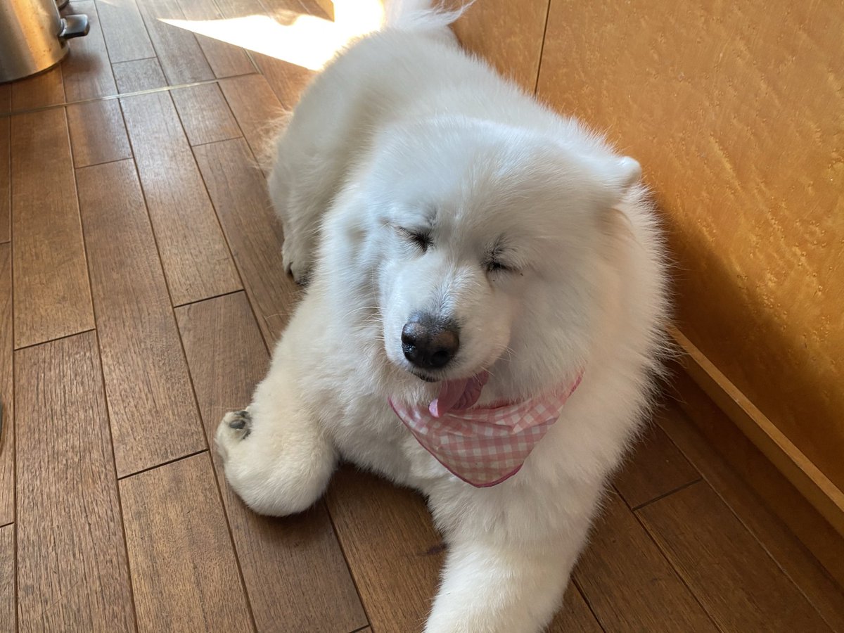 つるの剛士 靴下やら手袋やら いつも片方が無い 犯人は キミだ てへぺろ じゃないよ