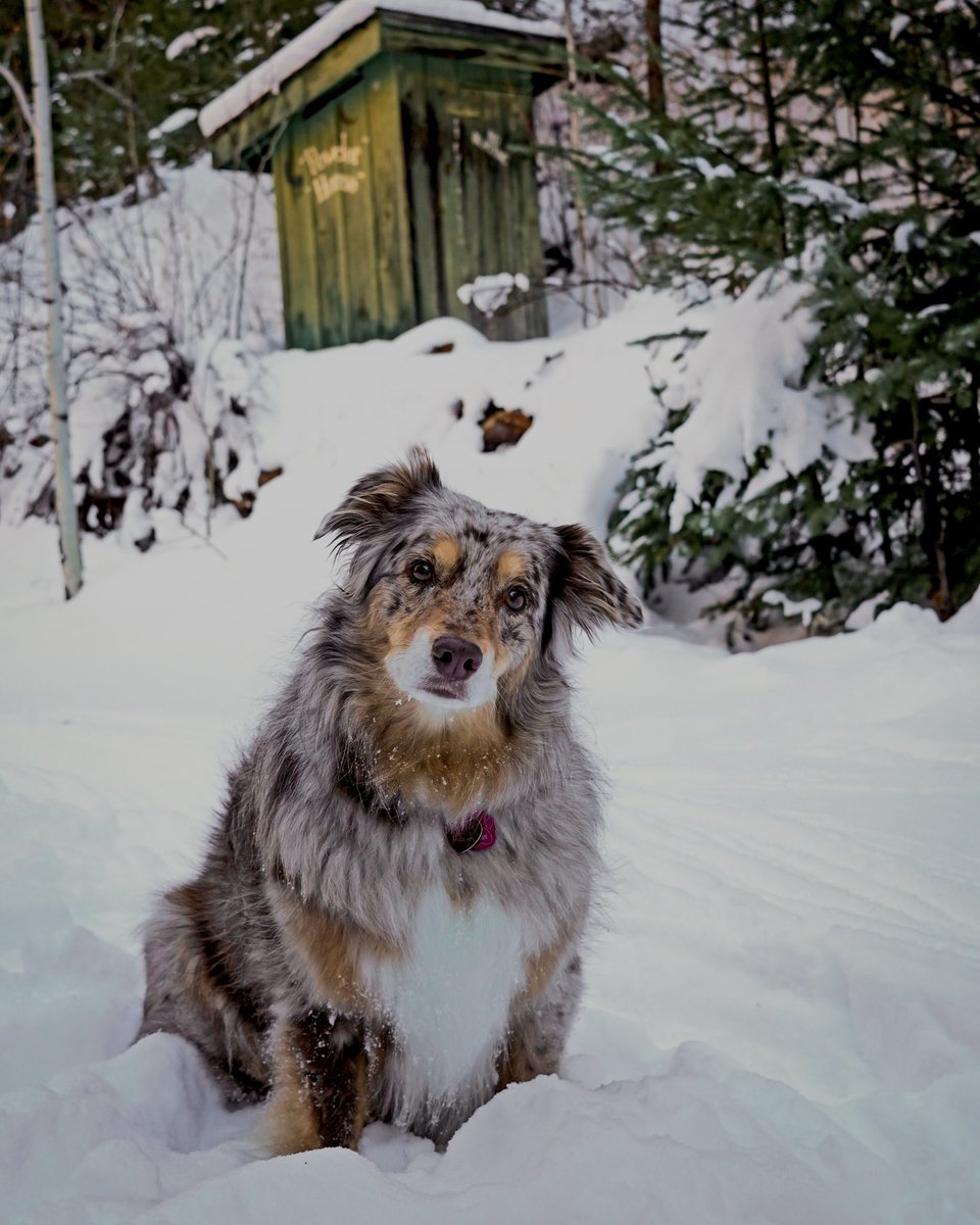 AustinMauser's tweet image. My holiday Aussie 🎄