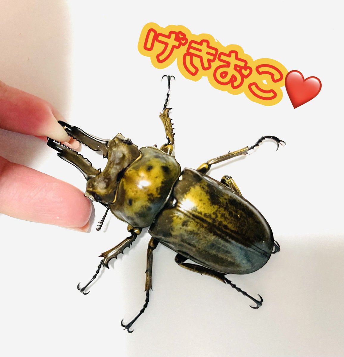 クワガタ ババ オウゴンオニ