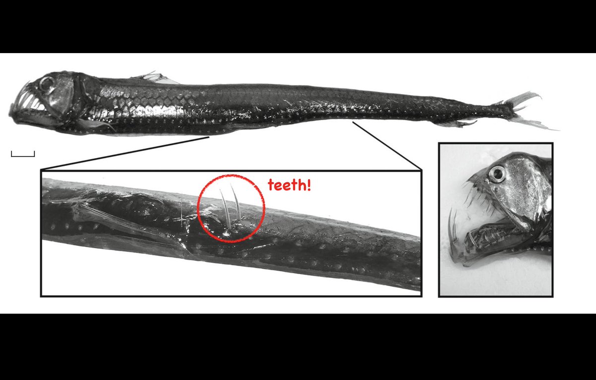 VIPERFISH BEING STABBED FROM THE INSIDE BY OTHER VIPERFISH! What about 'tumors' encasing the skeletal remains of victims? Or maybe a million-mouthed clone army eating their prey from all sides? It's DEEP SEA PREDATORS, the thread!  #NatureForCreatorsStudy:  https://bit.ly/37lcxXy 