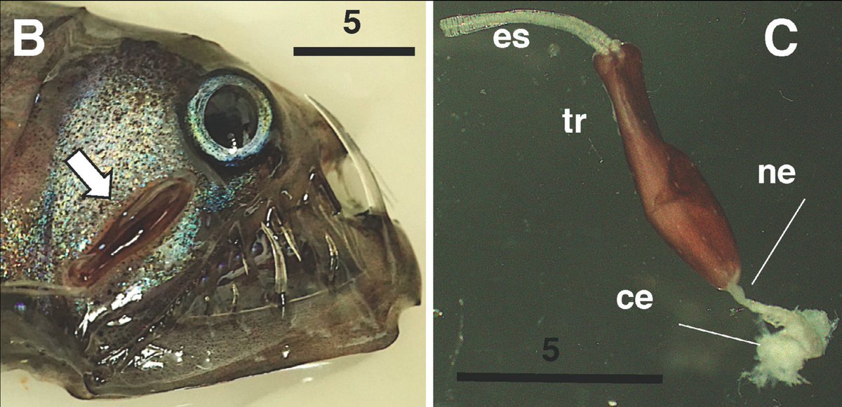 But it's not all easy living for viperfish. They get eye parasites: actually FREAKIN CRUSTACEANS, that grow root-like bodies into the fish to suck and digest their flesh! Would love to see more eye parasites in movie monsters, just saying...Study:  https://bit.ly/3fVfSAB 