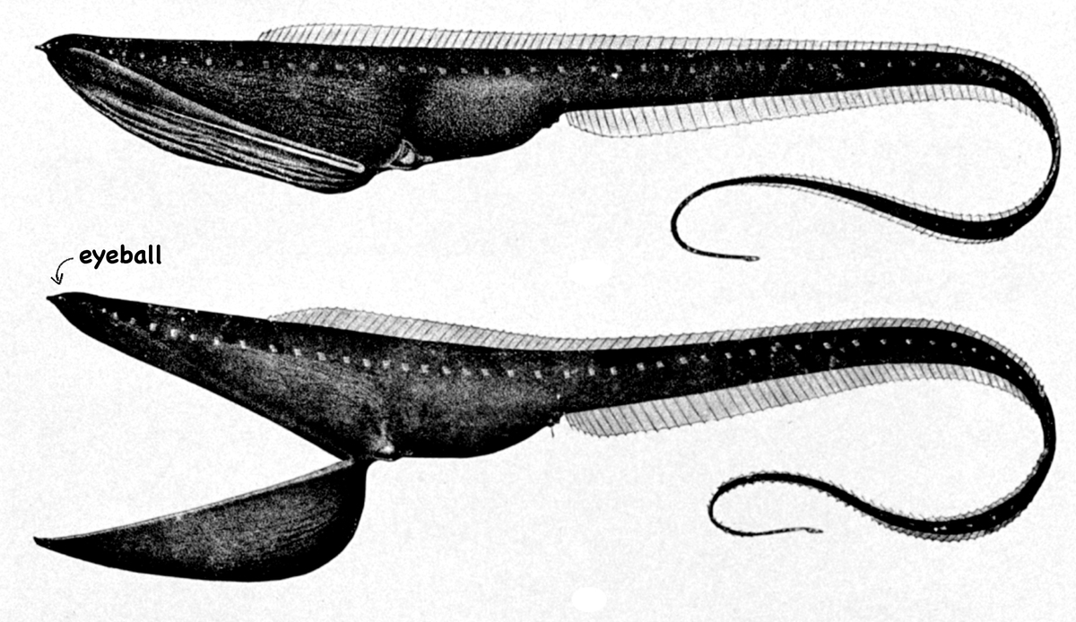 Gulper eels can swallow animals larger than themselves, with jaws that extend nearly half their body. If you were a gulper eel, your jaws would stretch to your belly button! image: wiki