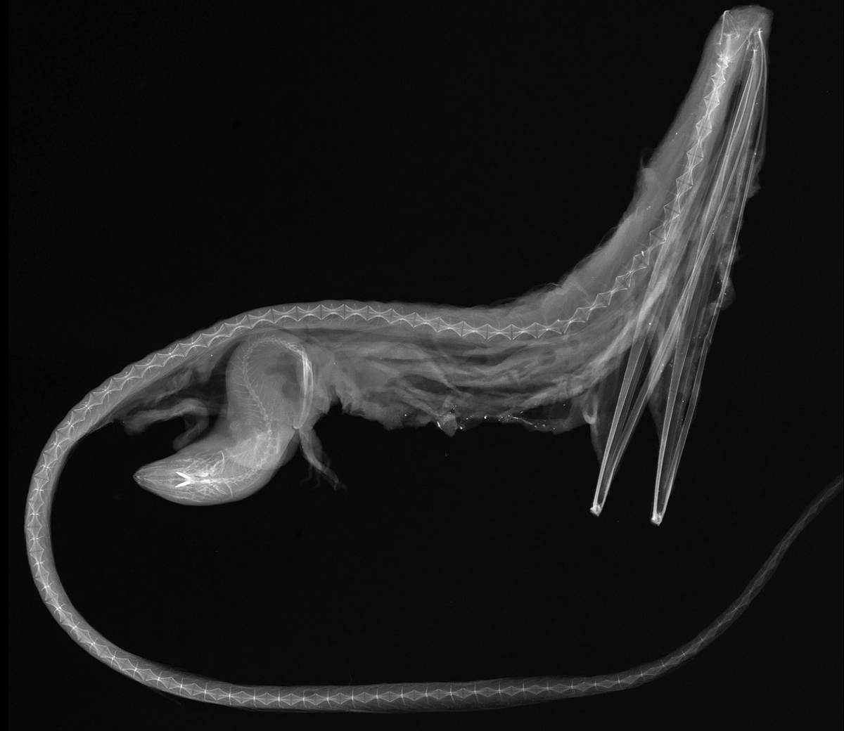 XRAY GULPER EEL STYLE. Check out those jaws! And that second fish! Image = wiki