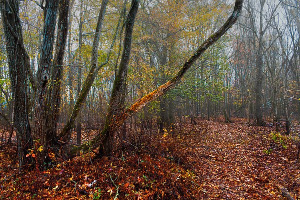 New artwork for sale! - "In the Grip of Autumn" - fineartamerica.com/featured/in-th… @fineartamerica