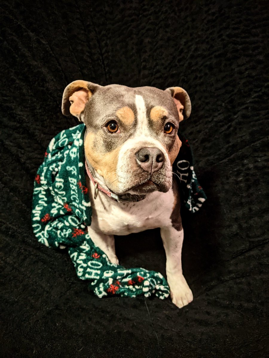 GingerAni22's tweet photo. Here's a vicious pitbull for your timeline https://t.co/A99o6sRTmi