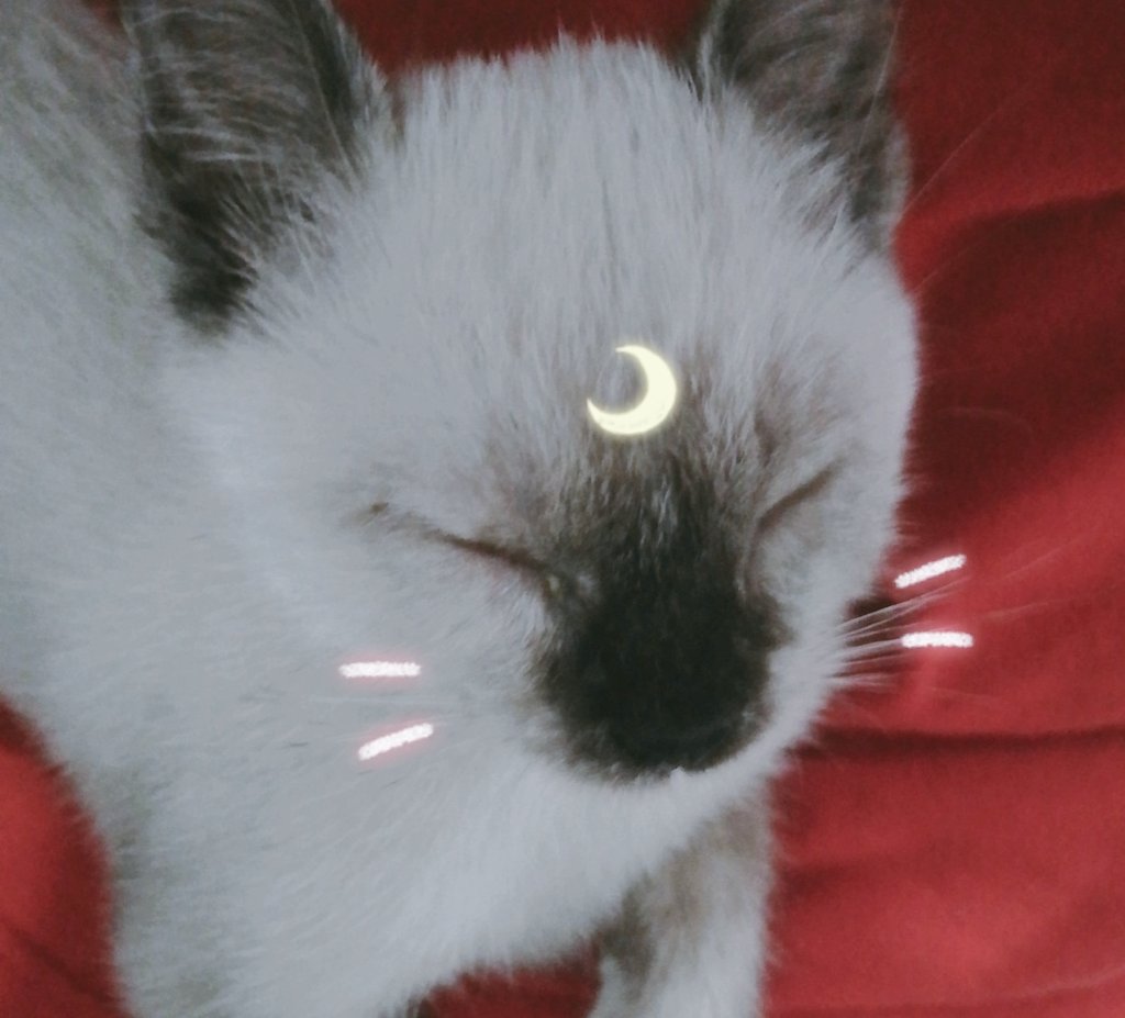 lixxhee_'s tweet photo. Y so qt 😽😽😽
Sleeping bby may muta pa 😹
#SnowFilter https://t.co/0Af6sgyvxF
