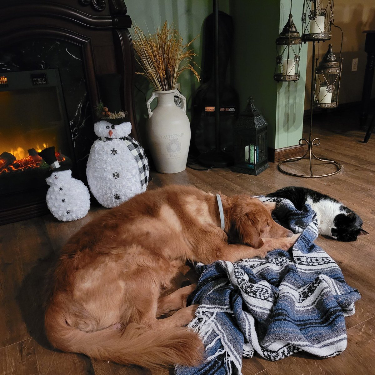 Marley got a pet...welcome to the family kitty-kitty 😺