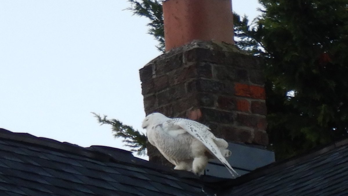 kaomom1010's tweet photo. She is stunning 😍🤩😍🤩Harry Potter’s #SnowyOwl #Hedwig is here in #Seattle🦉

冬になると北極圏から渡ってくる白フクロウ。ハリーポッターでお馴染みHedwigがシアトルの街中に😮 https://t.co/etiAyJHt2i