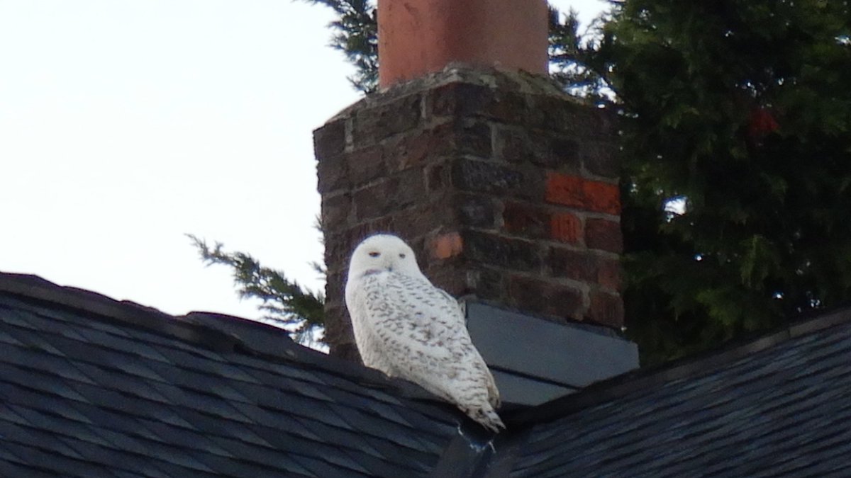 kaomom1010's tweet photo. She is stunning 😍🤩😍🤩Harry Potter’s #SnowyOwl #Hedwig is here in #Seattle🦉

冬になると北極圏から渡ってくる白フクロウ。ハリーポッターでお馴染みHedwigがシアトルの街中に😮 https://t.co/etiAyJHt2i
