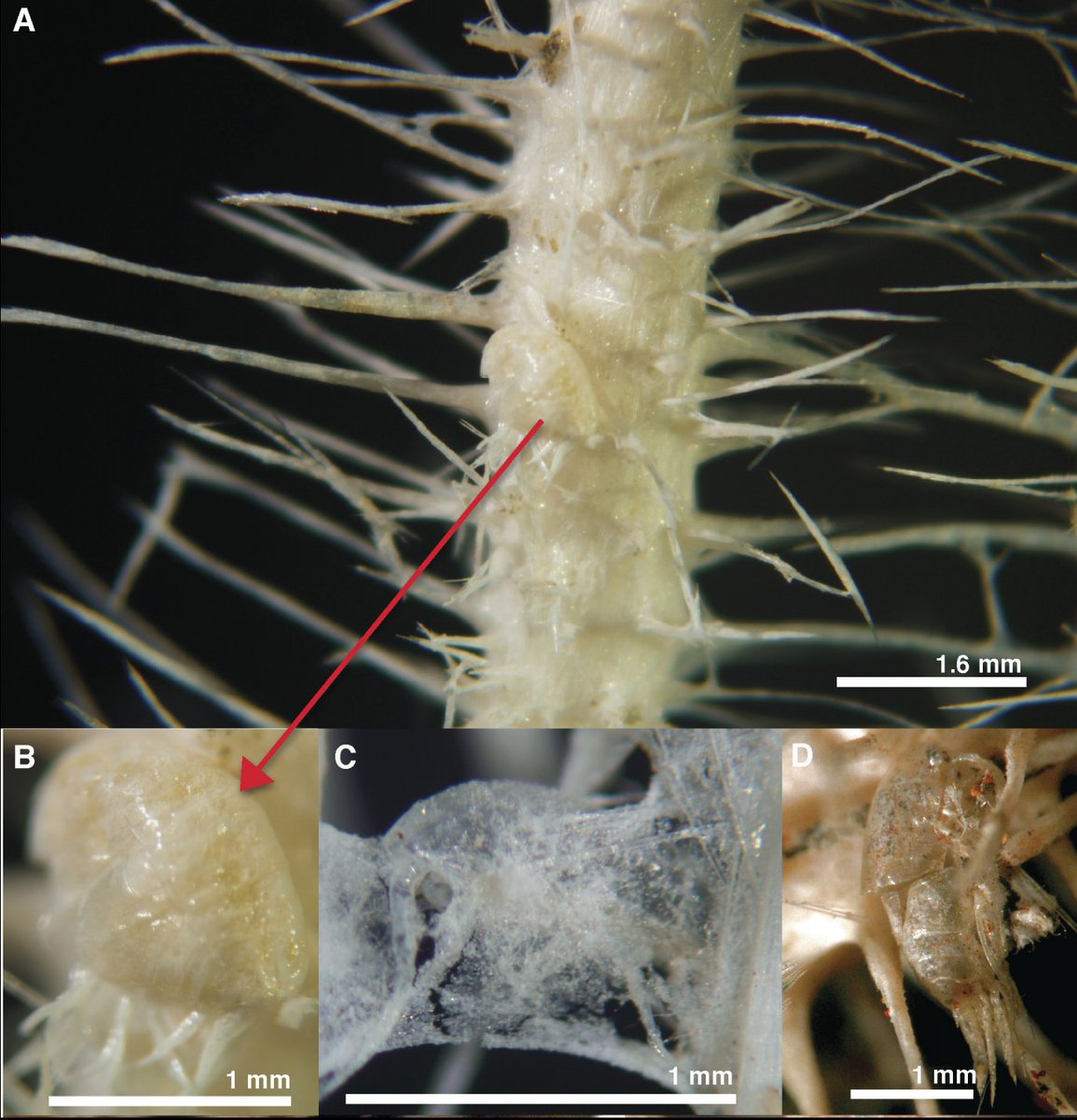 These small shrimp-like animals are victims of a carnivorous sponge. They're first trapped in spines and then slowly digested by the sponge's own 'skin' until all that remains is a skeleton encased within the sponge's cells. Study:  https://bit.ly/2KSQY93 