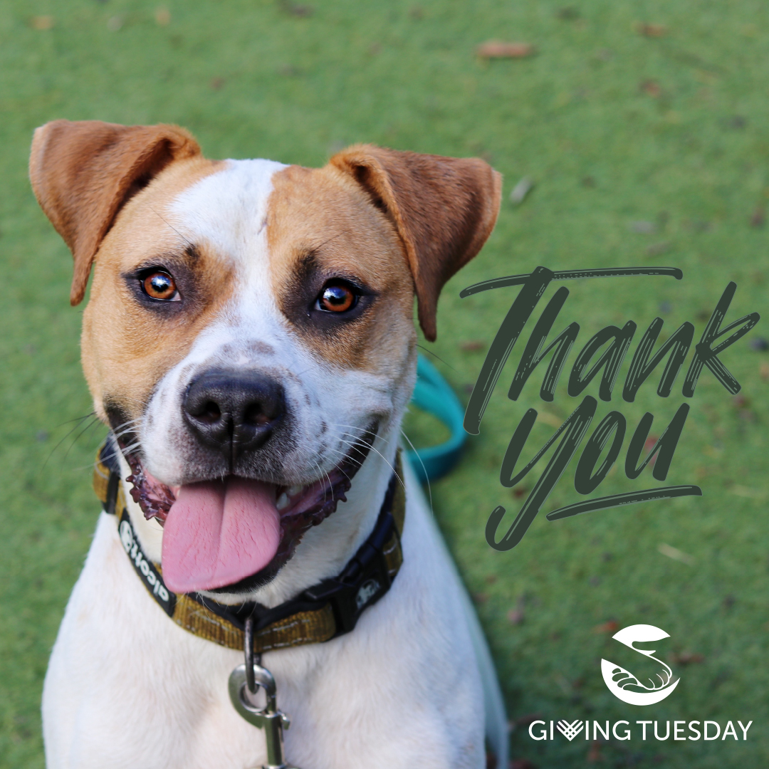 Thank you for helping raise over $58,000 during GivingTuesday!! When you support Brother Wolf, you support animals finding their forever homes. Now, more than ever, we know how special a home and family are for all of us, two- and four-legged. Thank you for spreading the love.