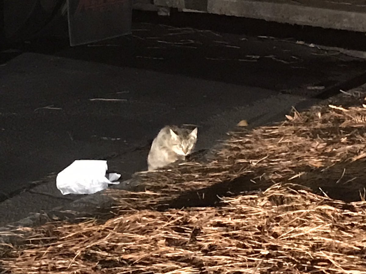 So, the context here:There’s a parking lot we keep an eye on where people tend to dump cats for some reason. I hadn’t checked for a couple months at least, but on a whim, I went by the other night, and there this little doofus was.