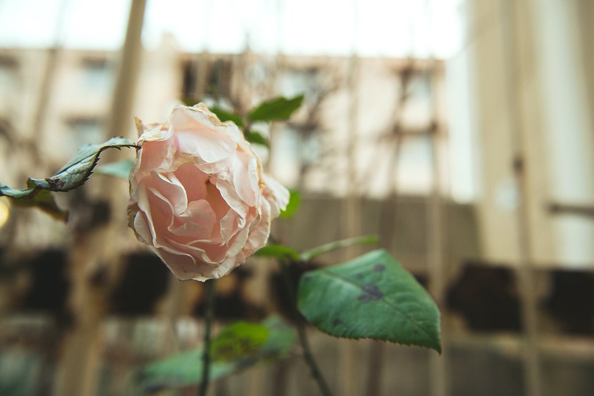 黒須みゆき Kurosumiyuki Twitter