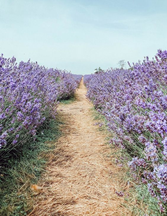 ChuNirmala's tweet photo. Flower fields #nature #purple https://t.co/fJrUfeXXFF