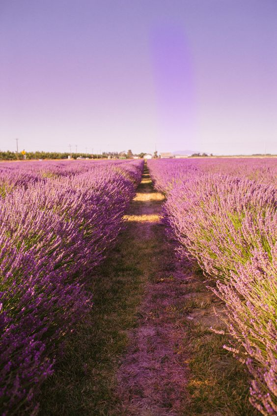 ChuNirmala's tweet photo. Flower fields #nature #purple https://t.co/fJrUfeXXFF