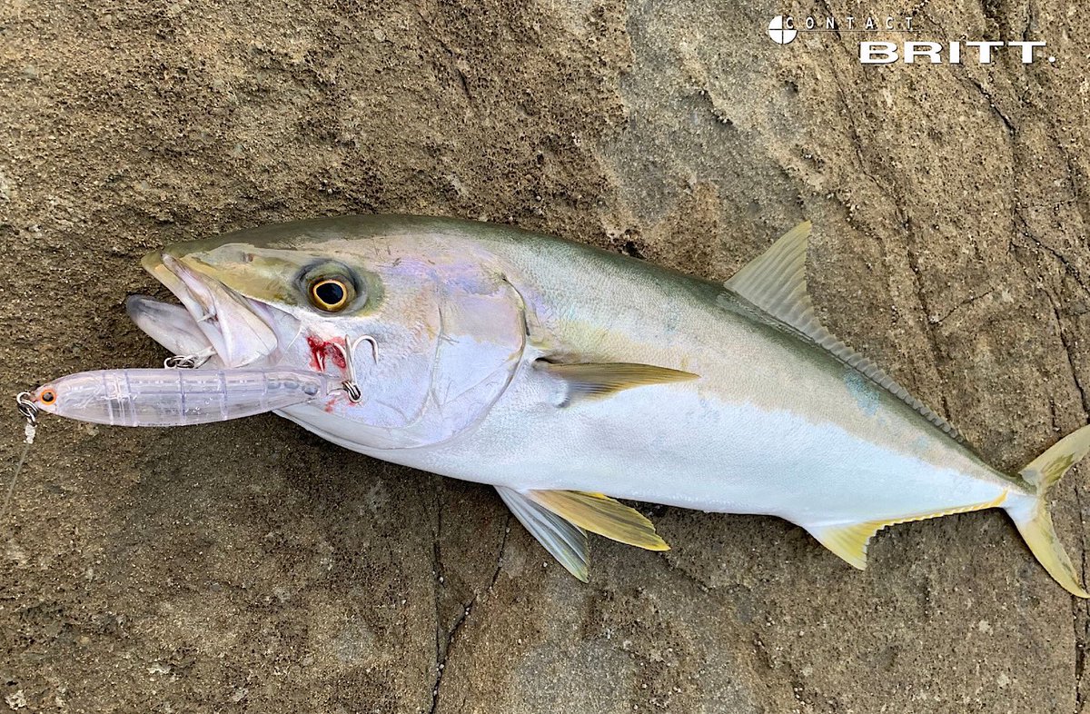 tacklehouse's tweet photo. 長崎県の道向様より釣果写真とメッセージを頂いておりましたのでご紹介します。
https://t.co/bSDoApYji2
#タックルハウス #tacklehouse #ヒラマサ #ブリ #ブリット #CBP145 #フィードポッパー #シンキングワークス #CFP100SW #長崎県 https://t.co/oxtDX04UQp
