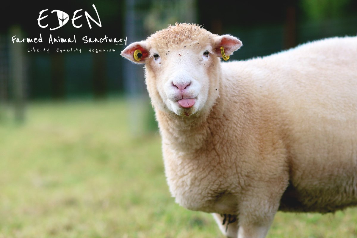 Eden Farmed Animal Sanctuary On Twitter Matching Donations Fundraiser Every 1 Euro Donated Is Worth 2 Euros To The Animals Of Eden Who Inspire And Inform The Work Of Goveganworld2 Https T Co Nj20iomnge Https T Co 9npr4d5wme