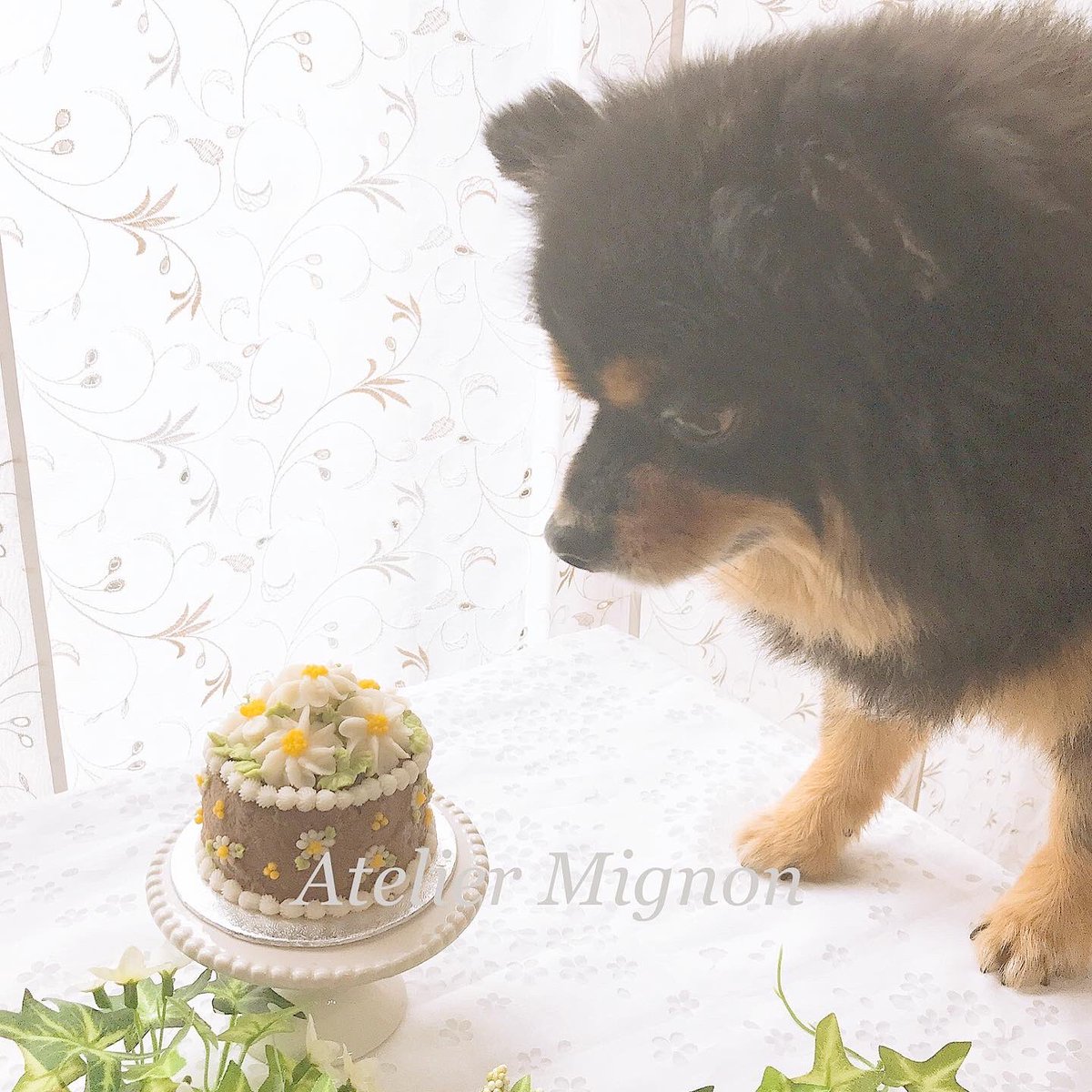 犬のケーキ屋さん アトリエキャドック 犬のケーキ 第2号は 我が家のワンコ長男のお誕生日ケーキ チョコじゃないですよ 見た目ケーキですが お食事系です 犬のケーキ お誕生日おめでとう 犬のバースデーケーキ ポメラニアン 犬好きな人と繋がり