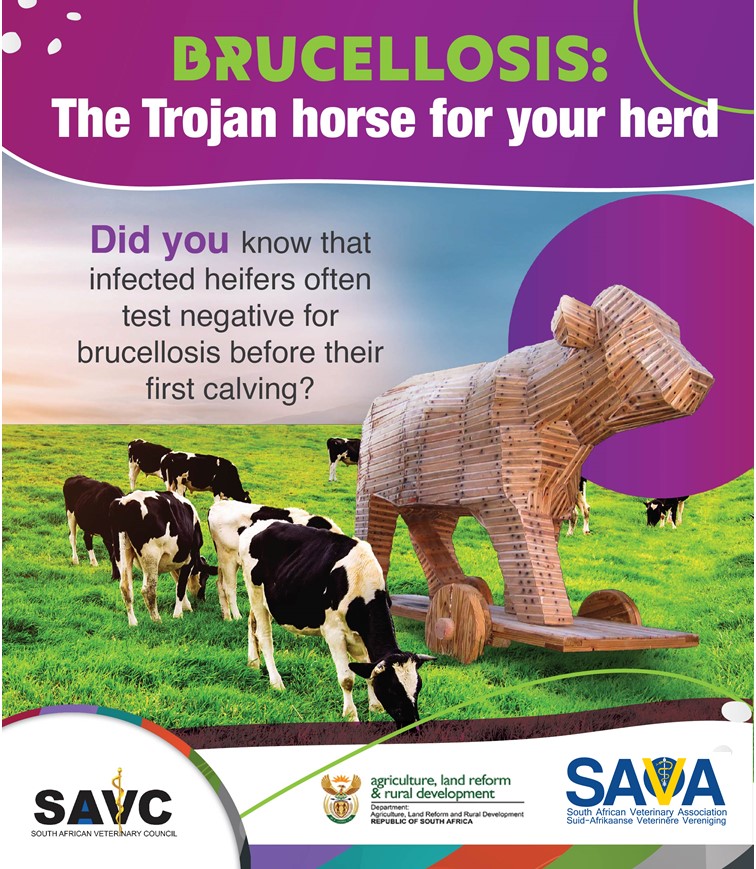 Newly purchased heifers are considered high risk and should be kept separate from the rest.

#BrakesonBrucellosis #CollaborateTestVaccinate #Brucellosis #SAVA #AnimalHealth #HealthFacts #WHO #Protect #Enhance #Veterinarian #Support #PassionForAnimals #VeterinaryProfessional